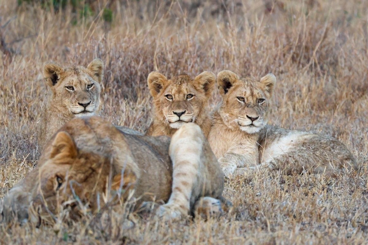 Sabi Sabi Jan Nel Msuthlu Lion Pride Sabi Sabi Jan Nel Msuthlu Lion Pride