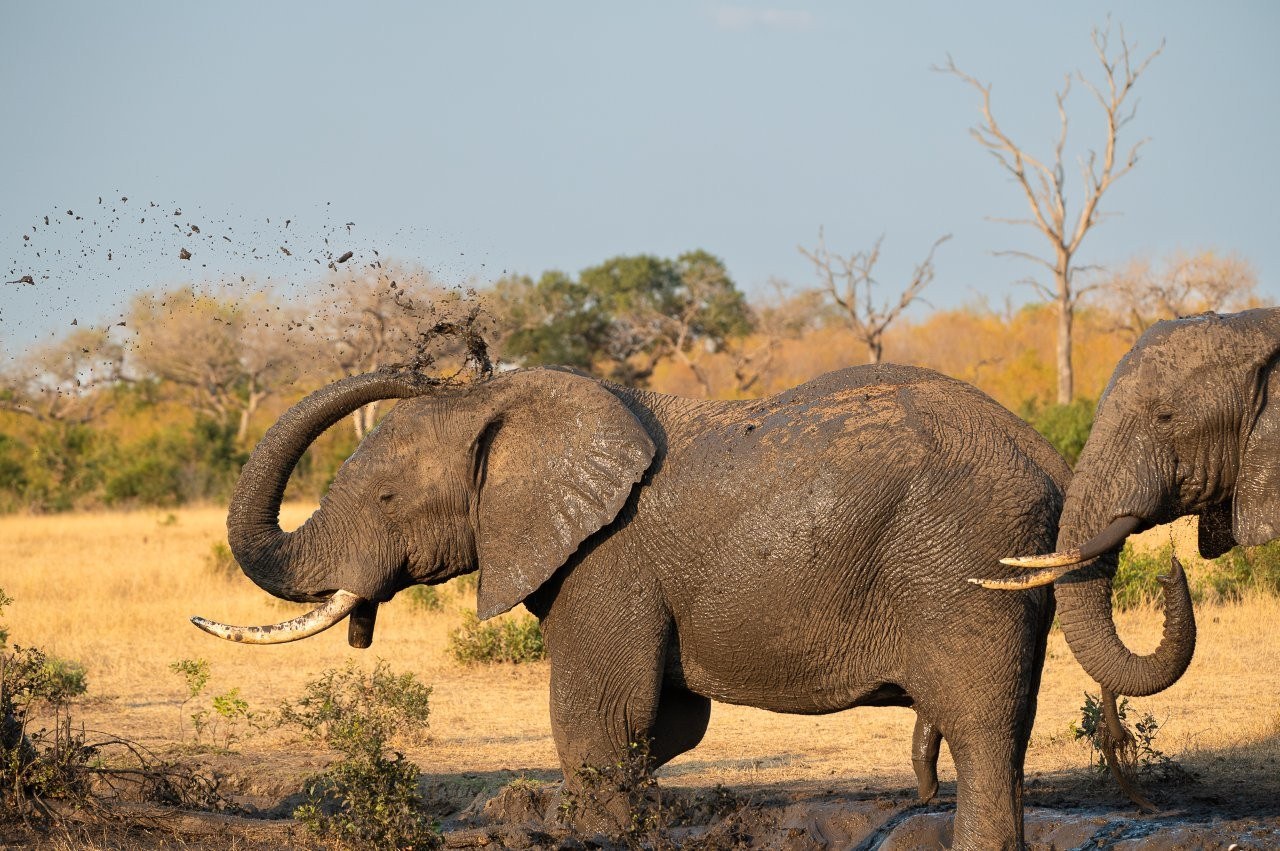 Sabi Sabi Viviane Ladner Elephants In Mud Sabi Sabi Viviane Ladner Elephants In Mud