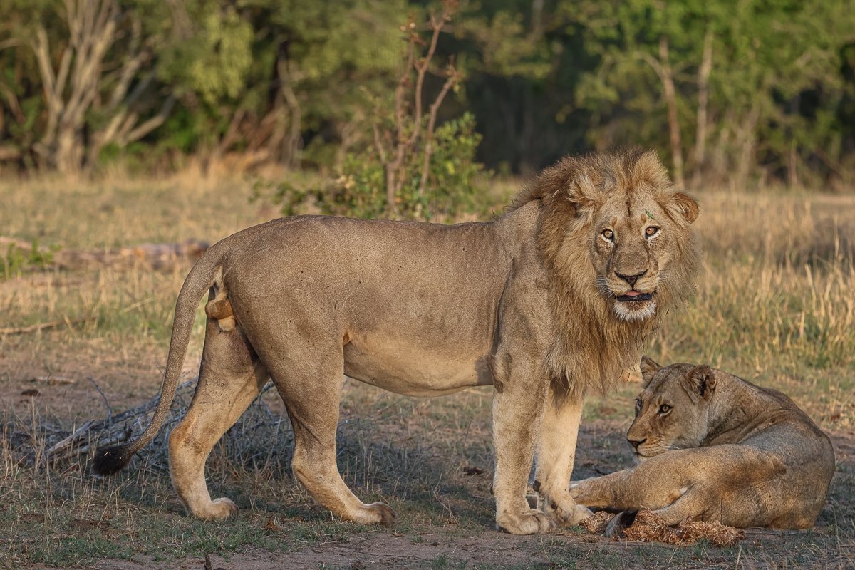Sabi Sabi Ruan Mey Styx Male Lion