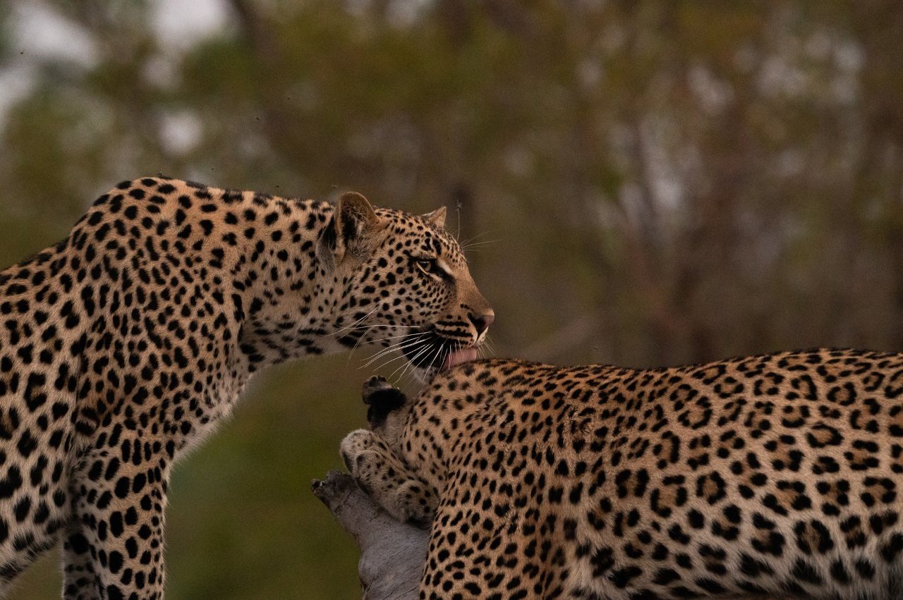 The Golonyi female leopard looks back as her young cub follows closely behind.