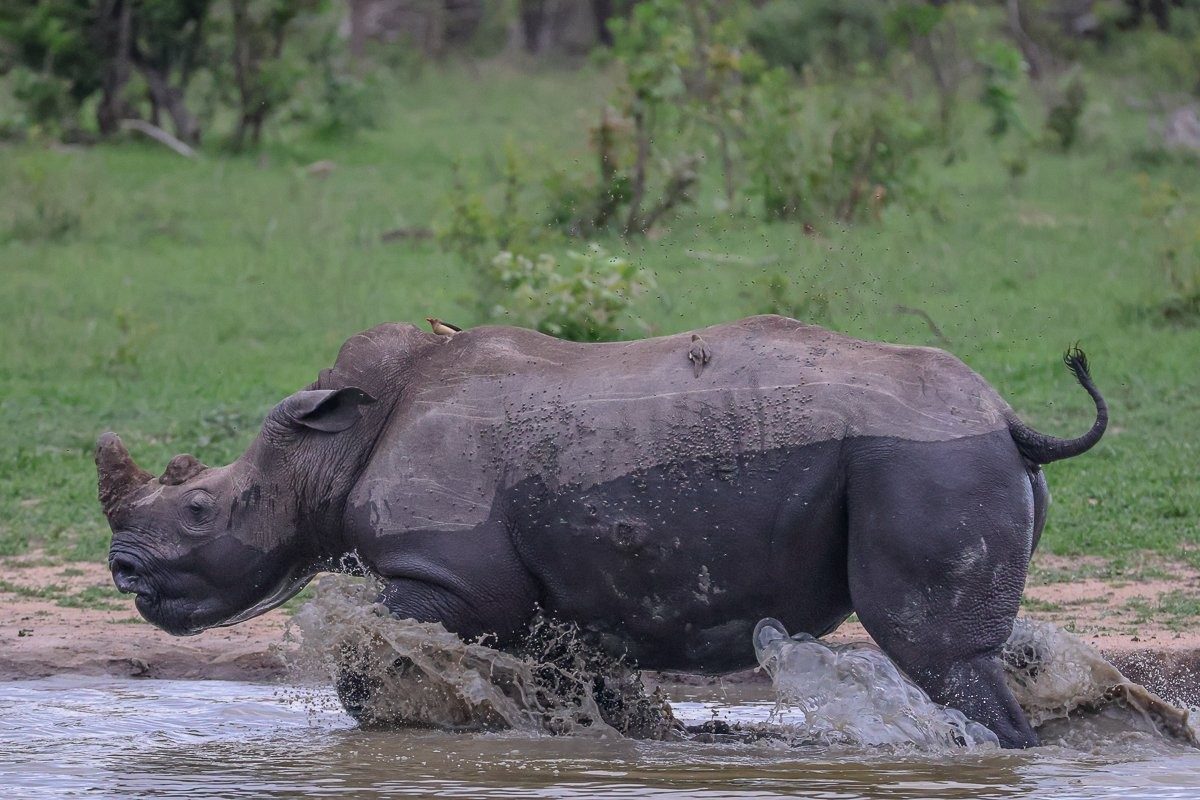 A rhino runs into the water. 