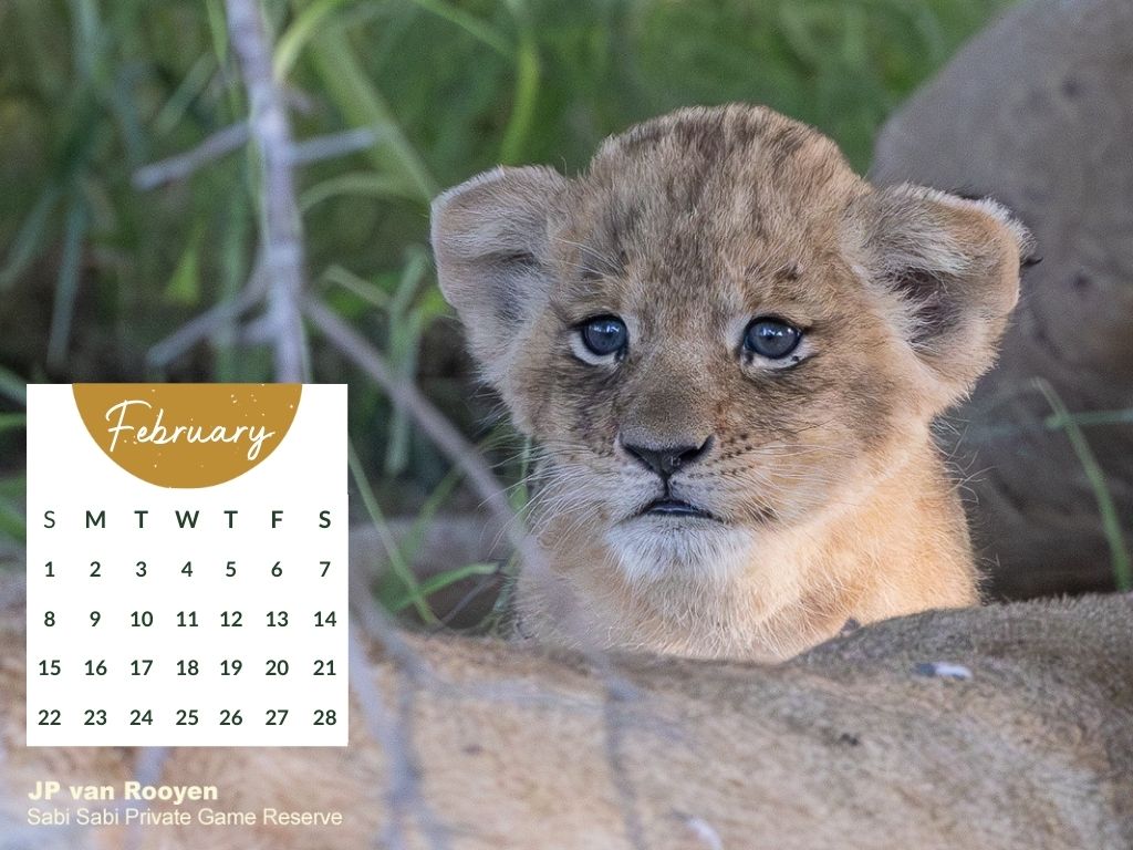 Sabi Sabi   Desktop Calendar   February 2026