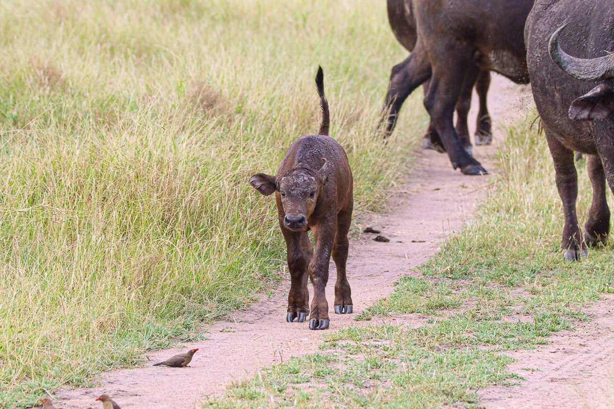 Curious calf slowly walked towards the birds before speeding up and jumping towards them