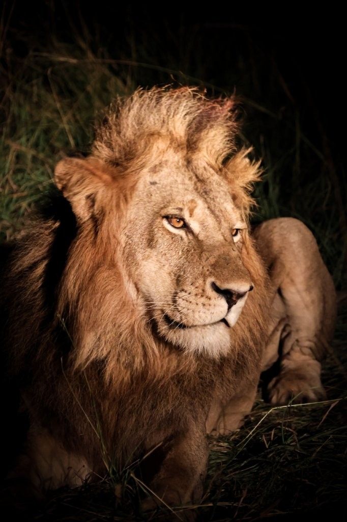 Male lion with full mane raised, appearing alert and dominant