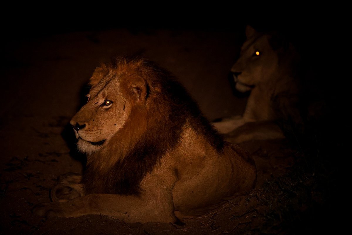 Sabi Sabi Ruan Mey Nwaswishaka Lion Night Roaring