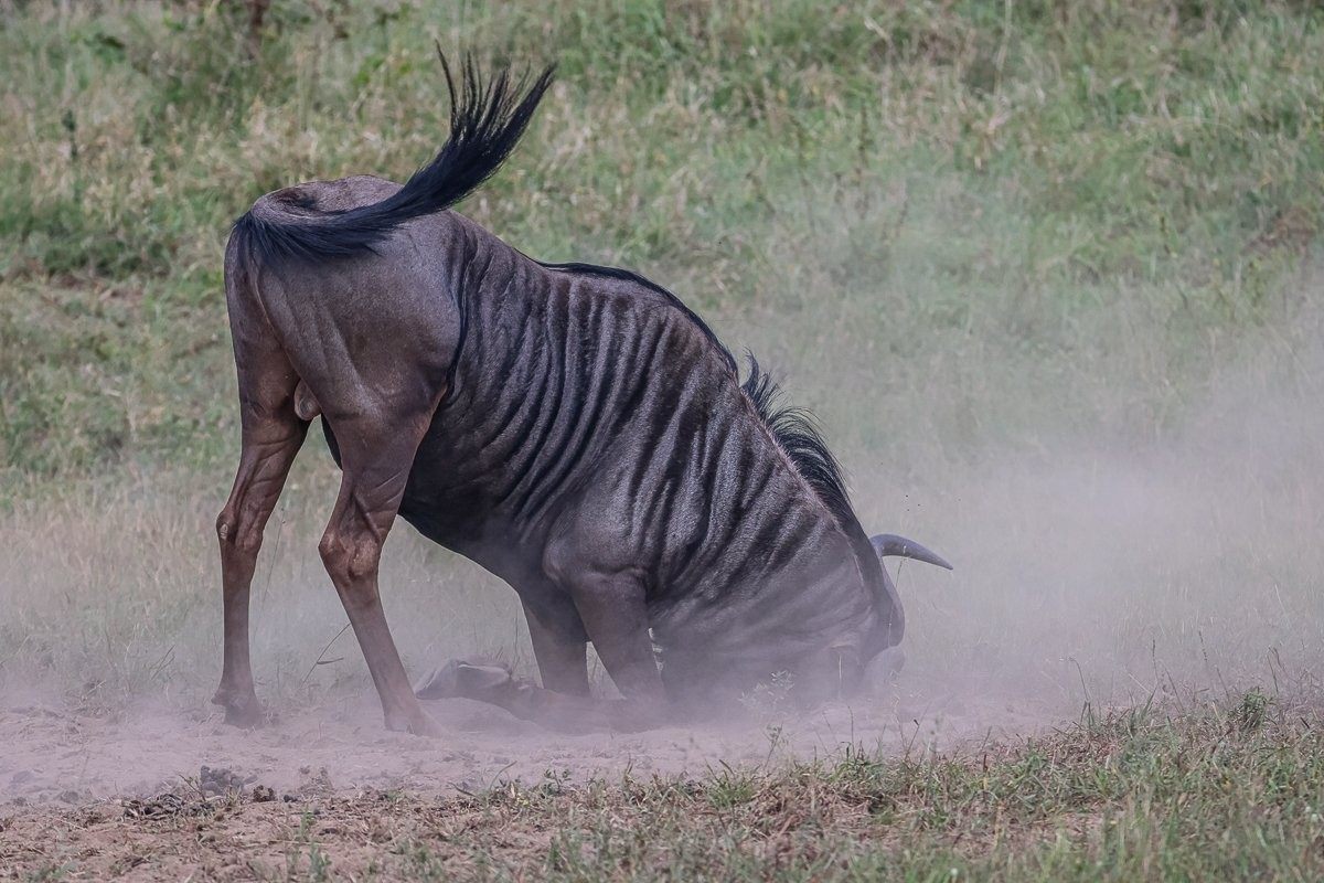 Sabi Sabi Ruan Mey Wildebeest Bulls Scent Marking Territory