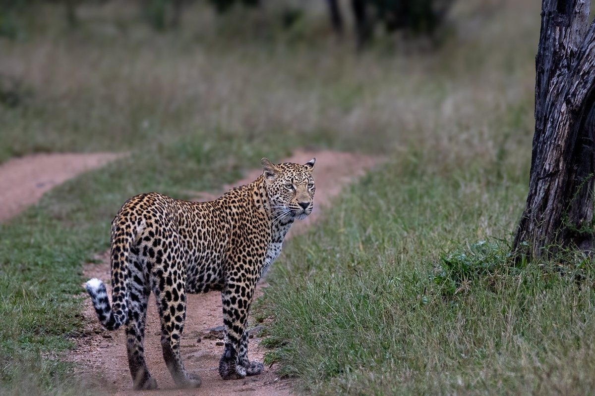 Kurhula female leopard vocalising while searching for a male.