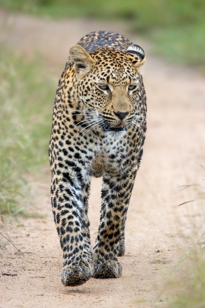 Kurhula leopard moving alertly through the reserve.