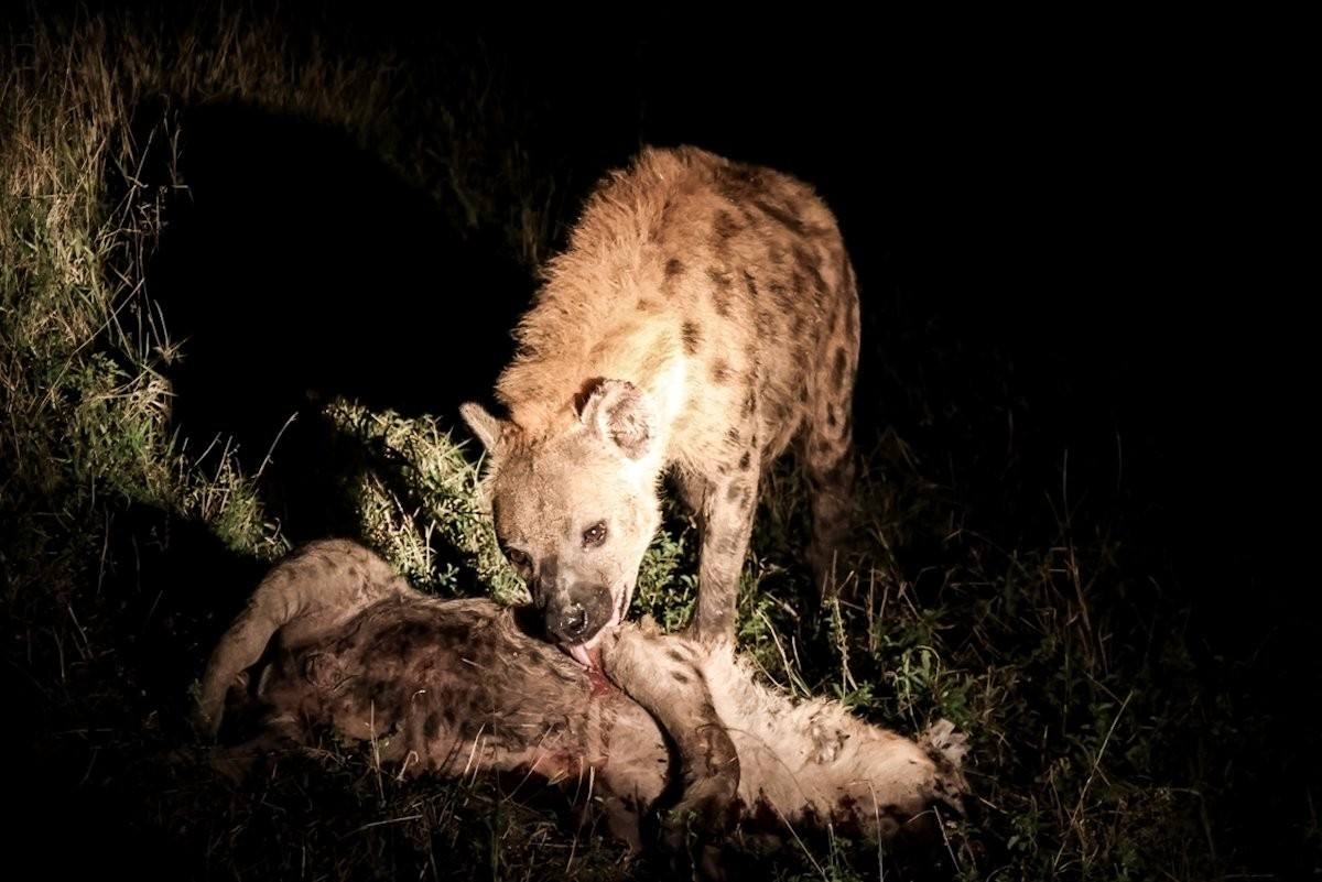 Hyena scavenging remains of another hyena during night safari.