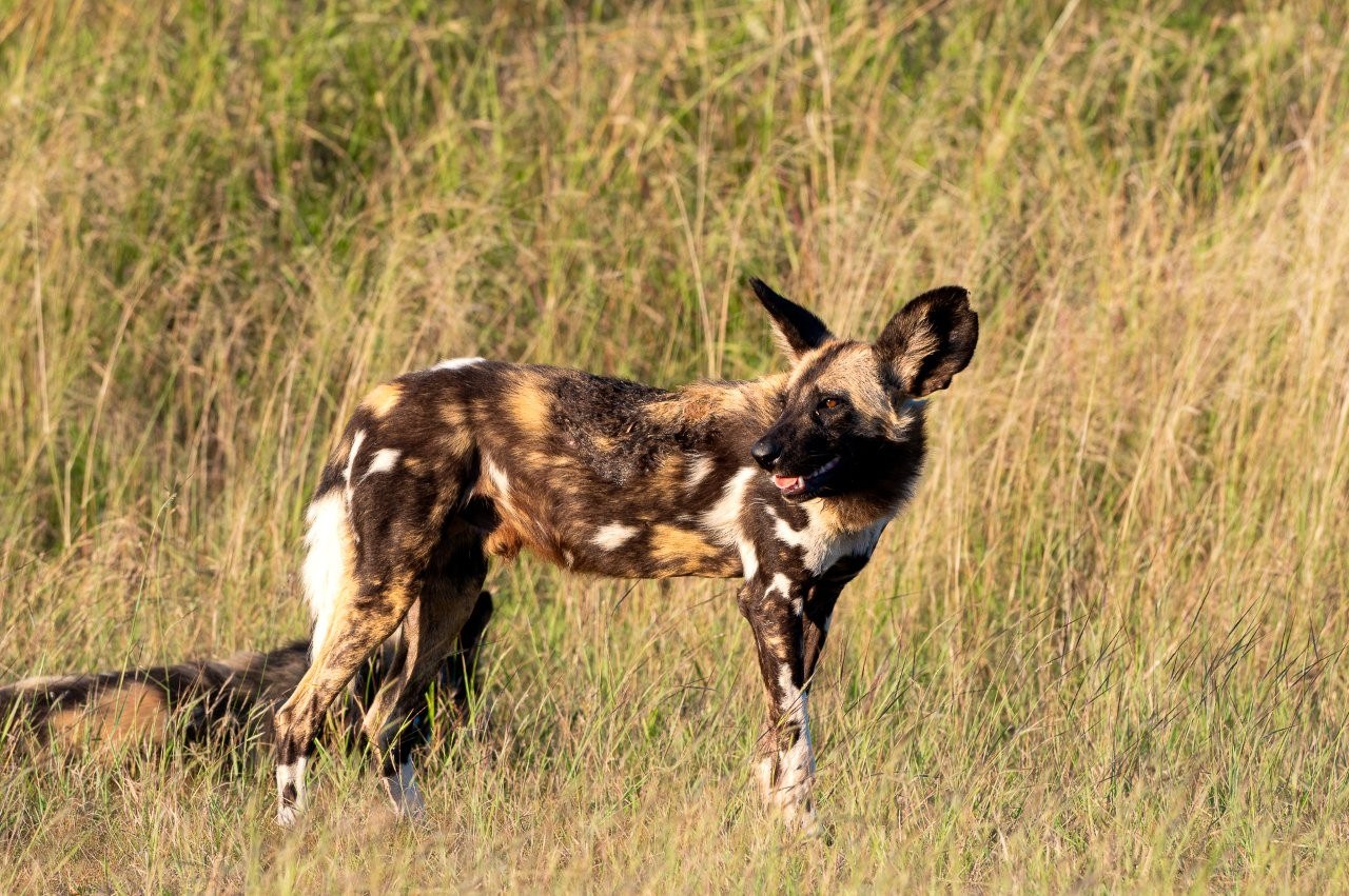 Sabi Sabi Viviane Ladner Painted Dogs On Safari