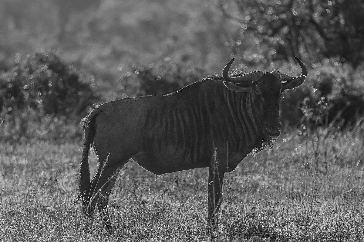 Blue wildebeest bull warming in the early morning sun while guarding his territory