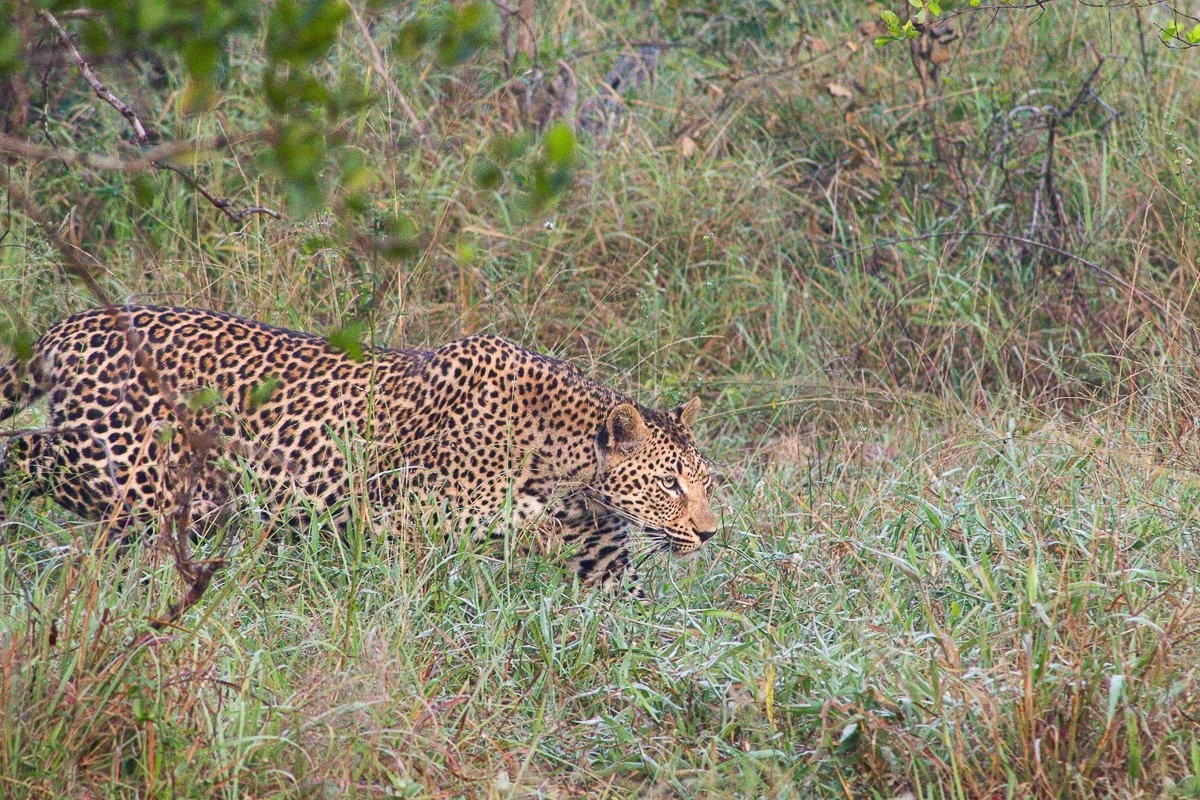 Young Kurhula female leopard moving through the reserve while scent marking her territory
