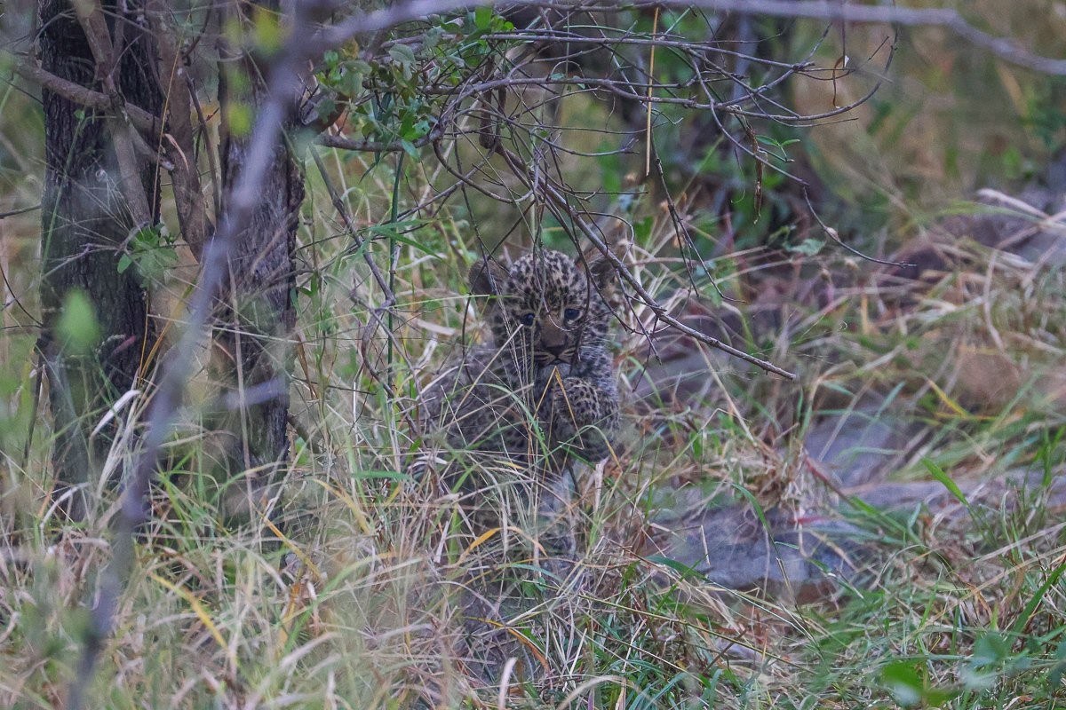 Sabi Sabi Ruan Mey Golonyi Leopard Rocky Landscape