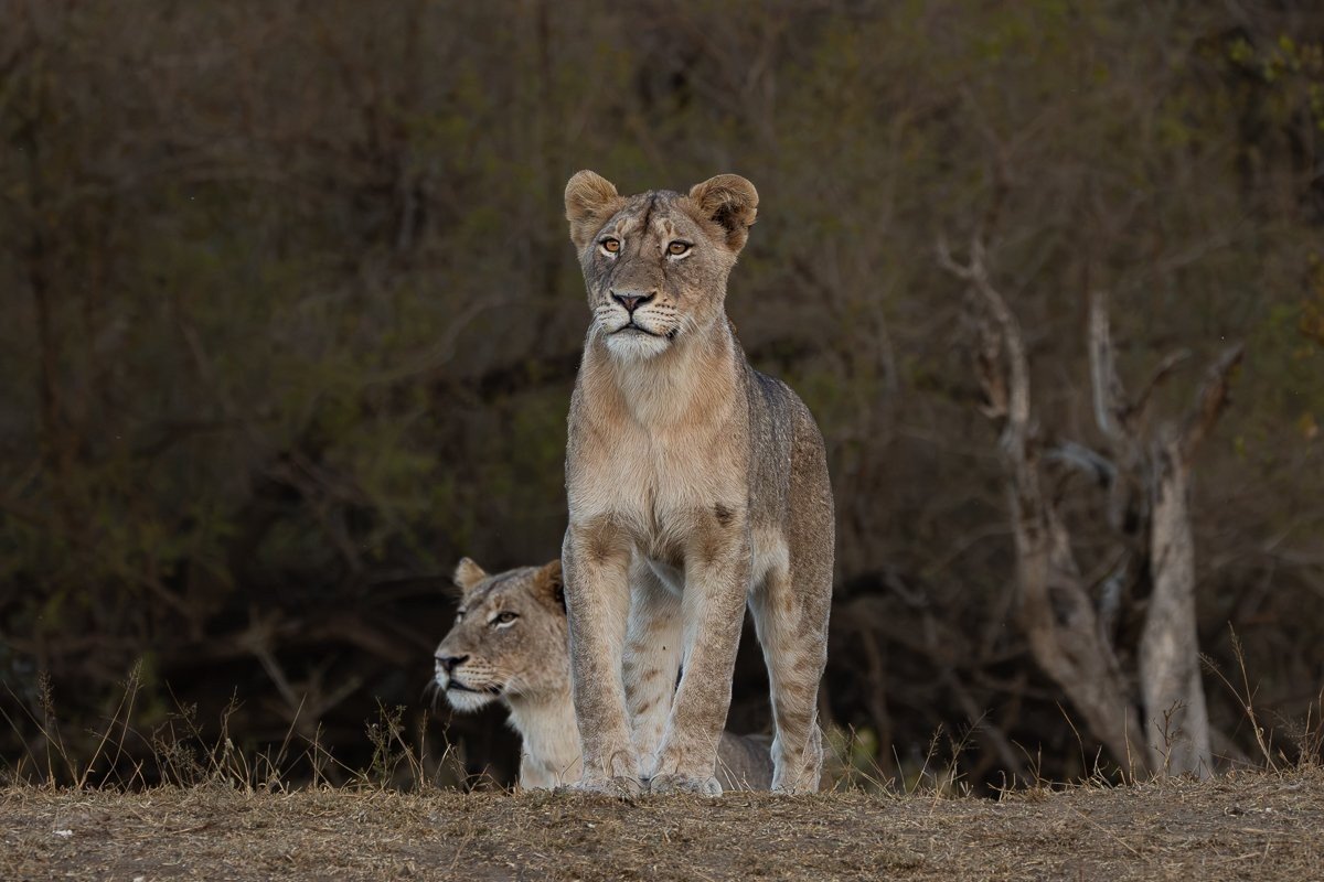 Msuthlu Pride pausing while listening for nearby buffalo during a hunt.