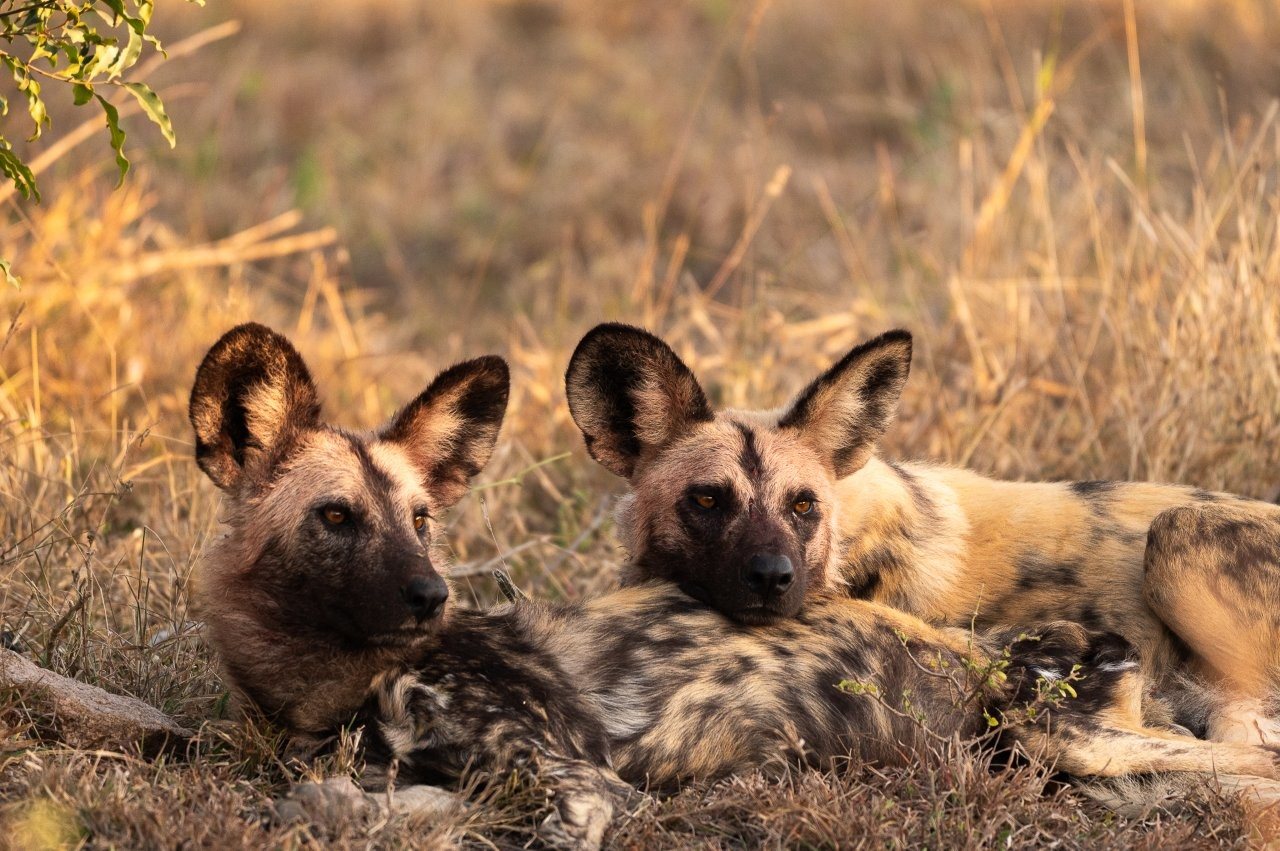 African wild dogs resting after a successful early morning hunt.