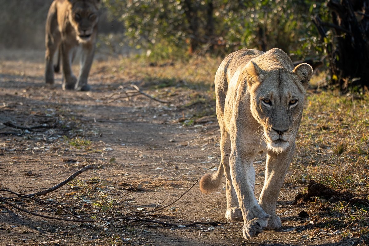 The Msuthlu Pride and N'waswishaka males following buffalo through the African bush.
