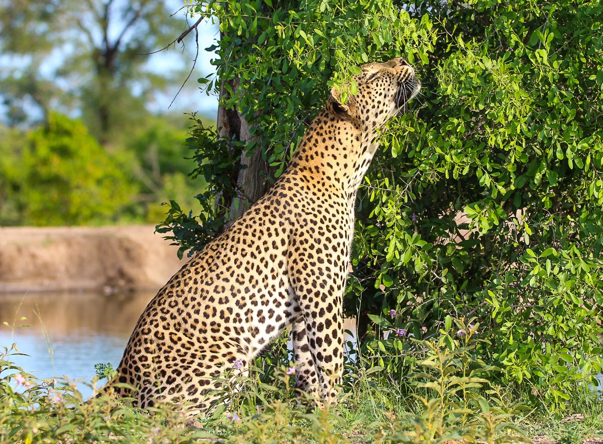 Sabi Sabi Beyond The Destination Leopard