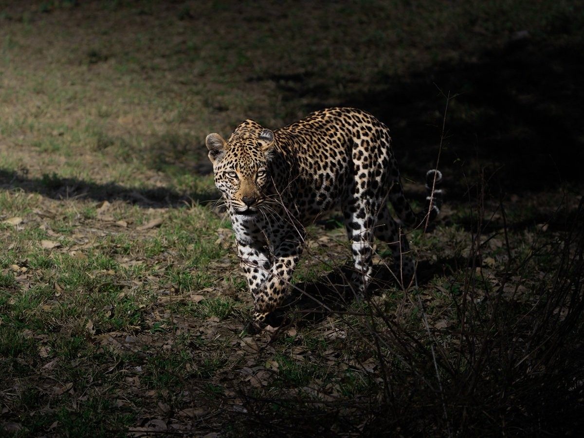 Sabi Sabi Jarrod Oflaherty Tengile Leopardess Resting In Shade