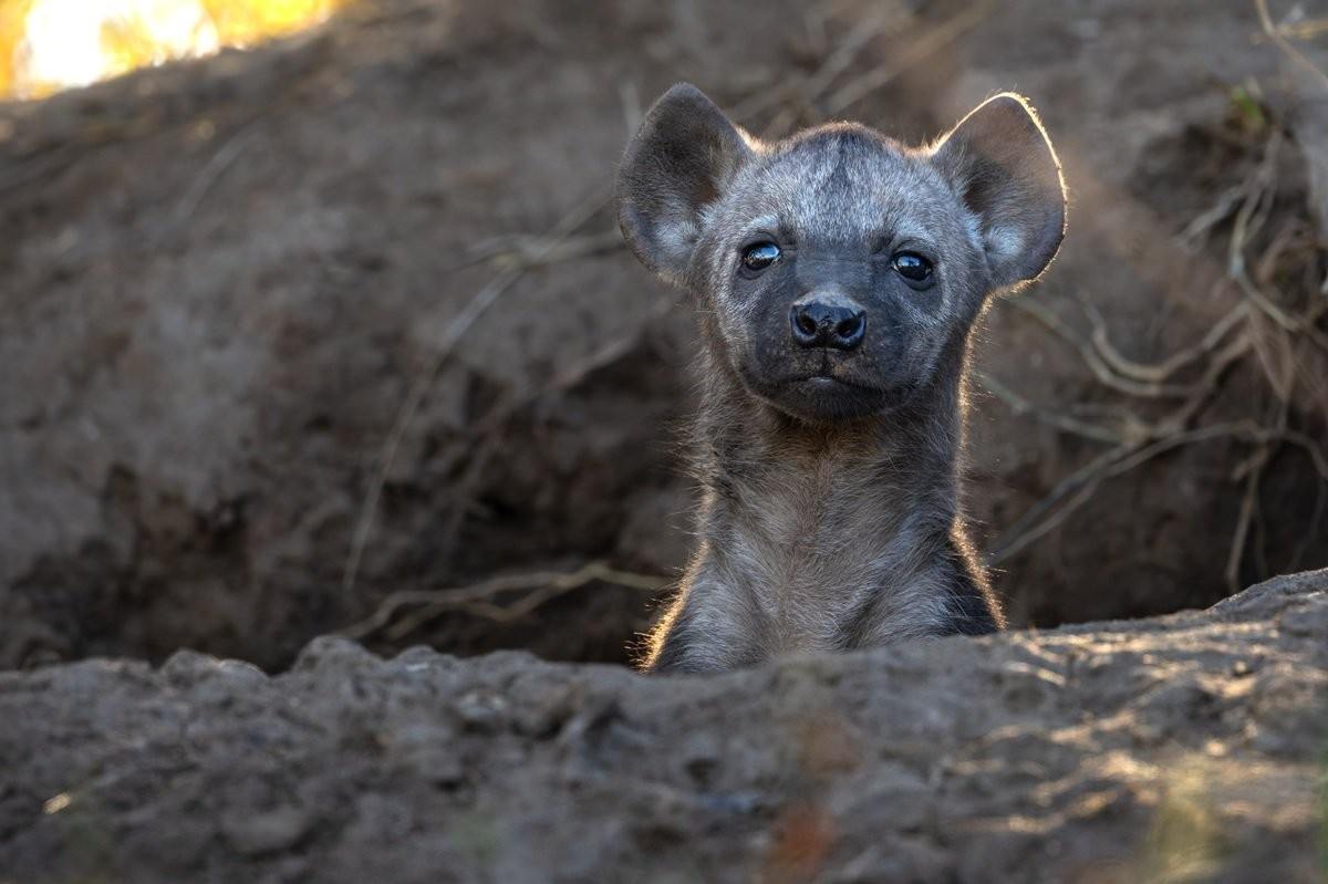 Sabi Sabi Benjamin Loon Hyena Cubs Suckling At Den Site