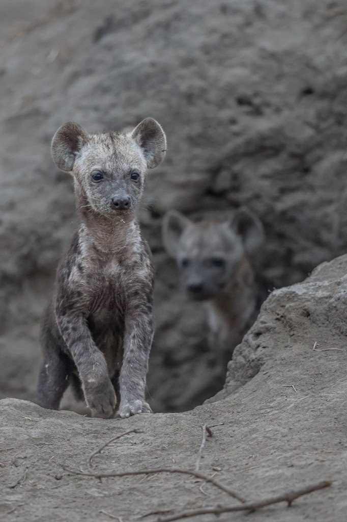 Spotted hyena cubs at a den in the African bush.