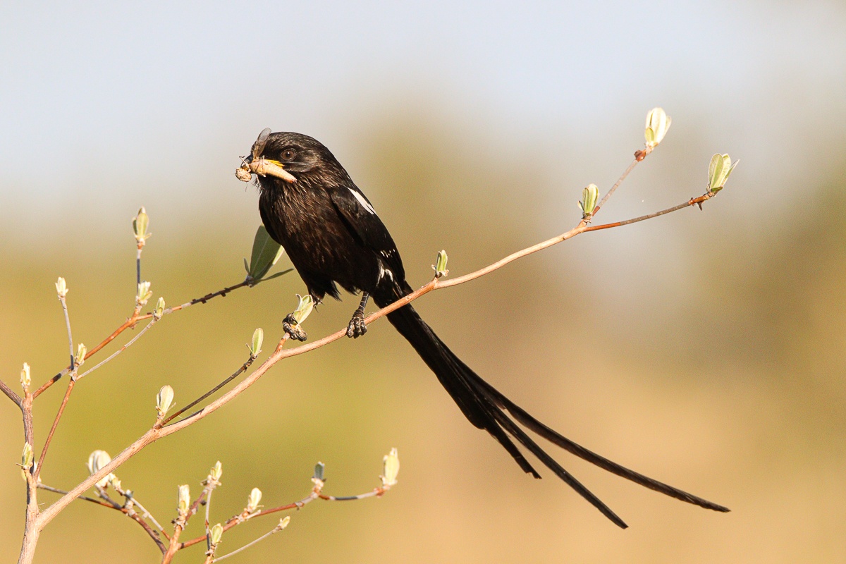 A Magpie Shrike stands on thin branch with a grasshopper between its beaks