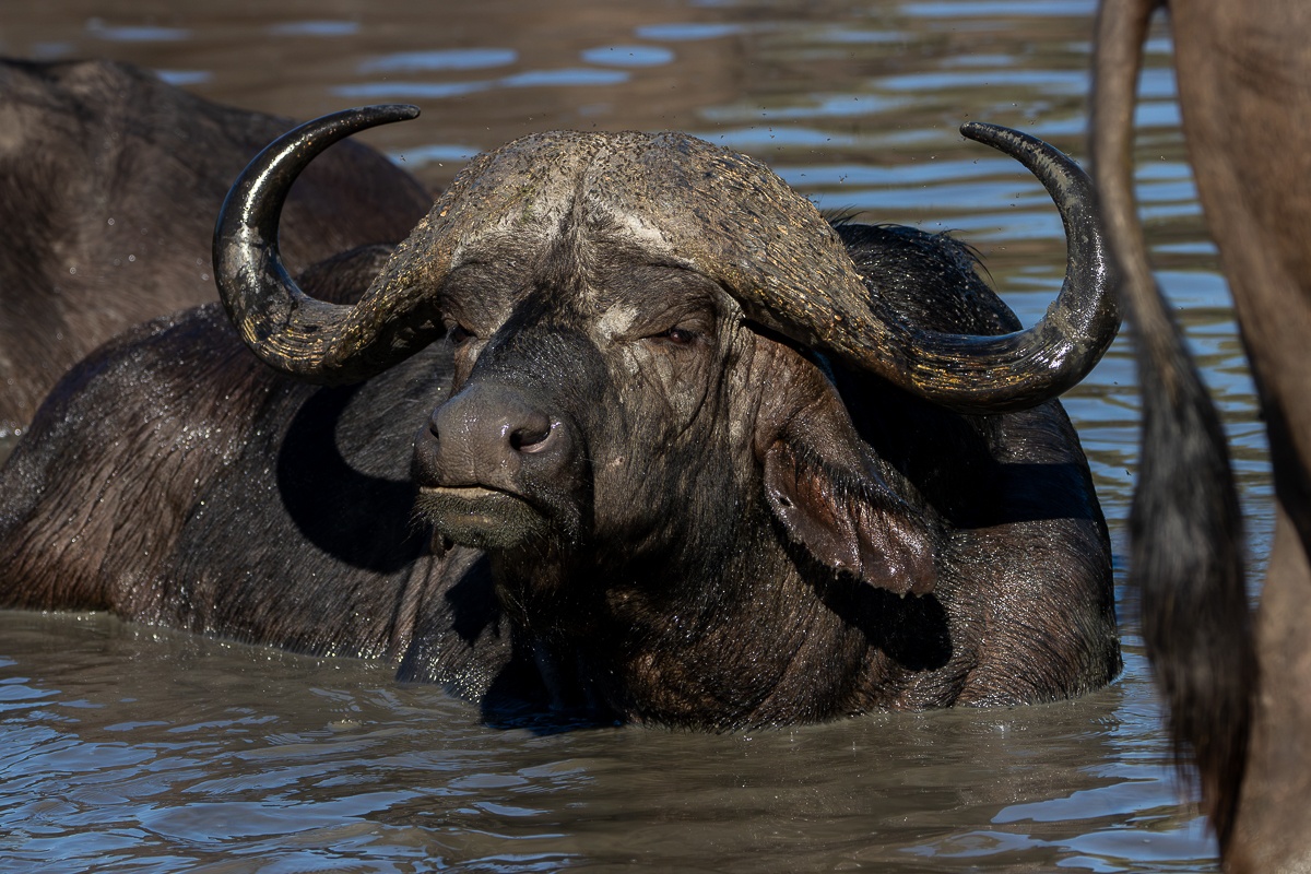 A buffalo bull submerged with half its body at a water source