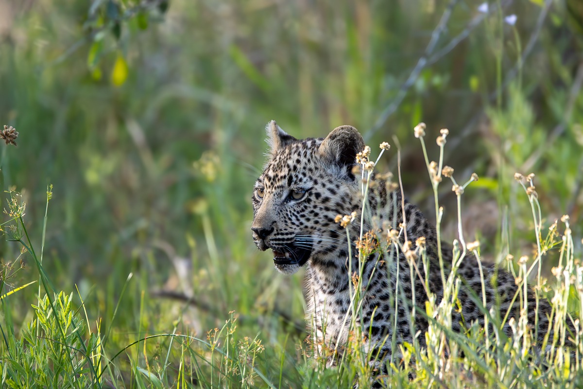 Khurula's cub captured gazing among the lush bushveld