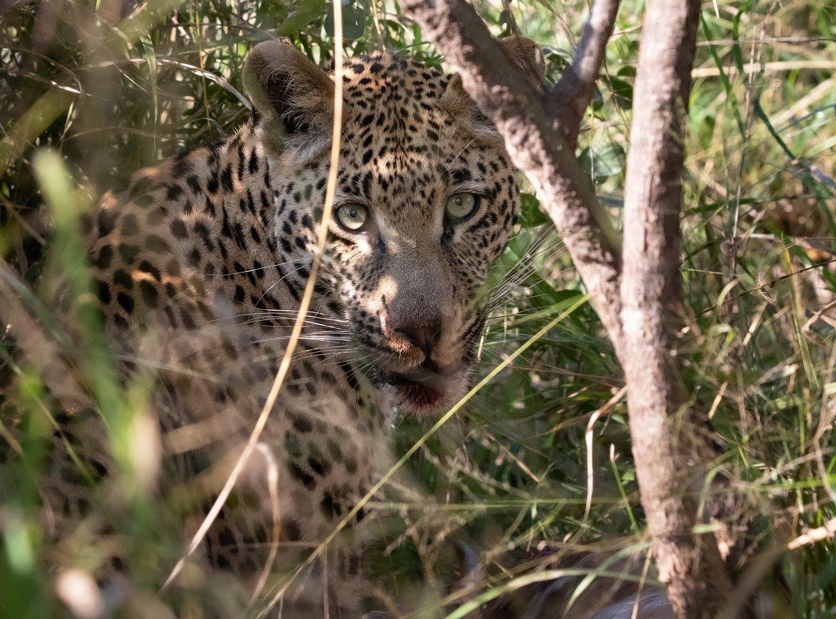 A31Jason Street   Nottins Male   210523   1