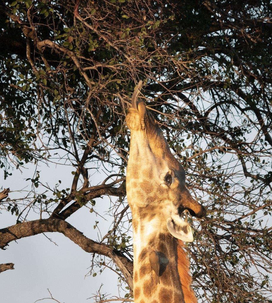 Giraffe Eating From Tree Jasson Street Giraffe Eating From Tree Jasson Street