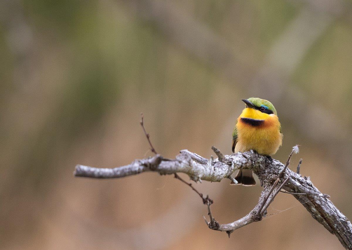 Little Bee Eater Jason Street Little Bee Eater Jason Street