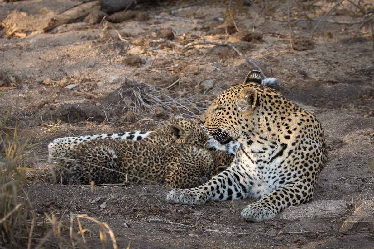 Ntsumi With Cubs Jp Van Rooyen
