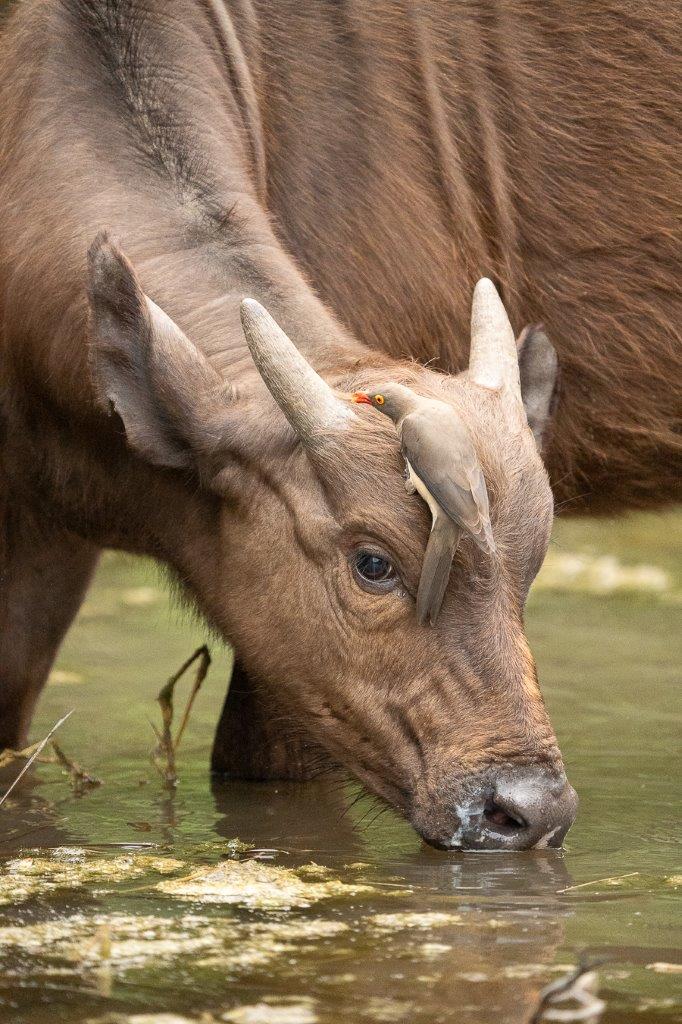 A buffalo drinks from a waterhole as an Ox Pecker eats the insects off its head. A buffalo drinks from a waterhole as an Ox Pecker eats the insects off its head.