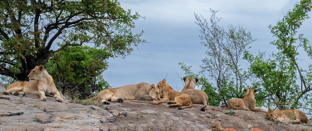 Three adult female lions were accompanying three cubs from the Southern pride. 