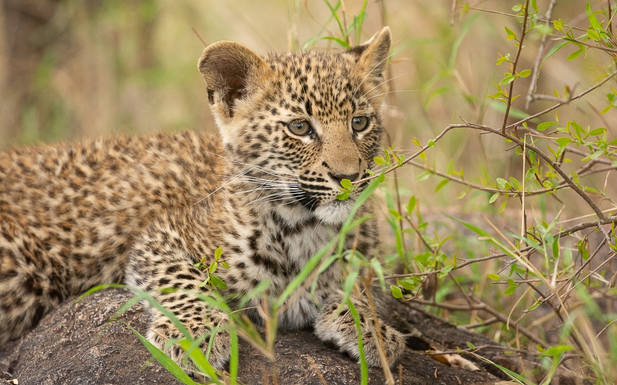 One of Ntsumi's curious cubs. One of Ntsumi's curious cubs.