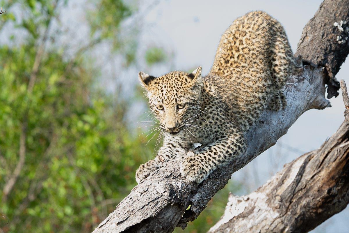 One of Ntsumi's cubs sought safety on a particularly fragile tree. One of Ntsumi's cubs sought safety on a particularly fragile tree.