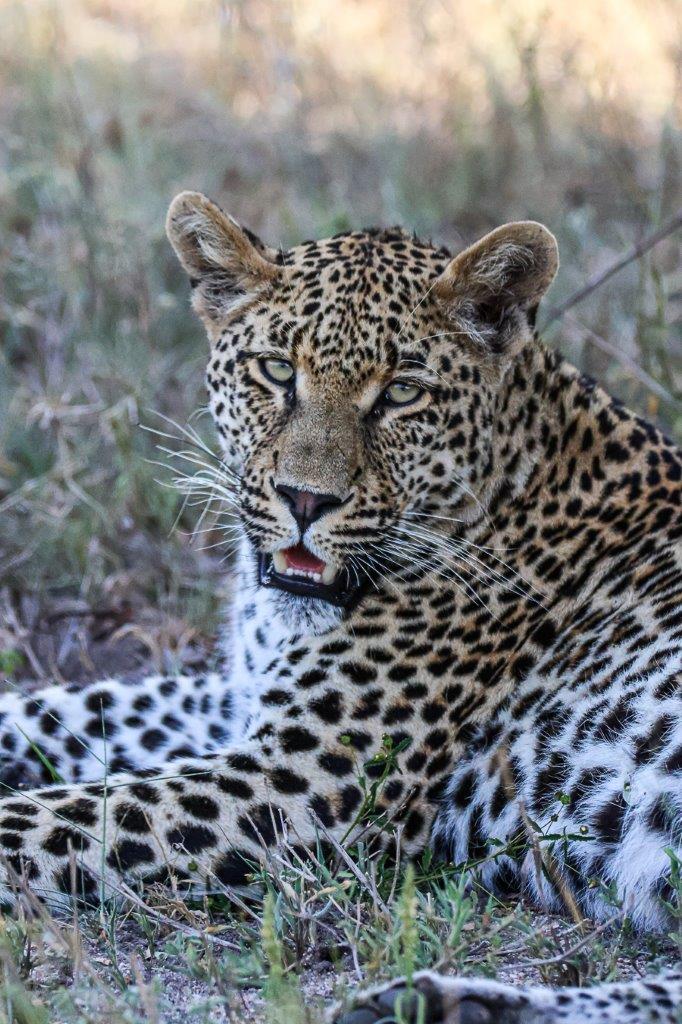 We stumbled across the Nottins male with a very full belly, and it was clear he had a meal recently. We stumbled across the Nottins male with a very full belly, and it was clear he had a meal recently.