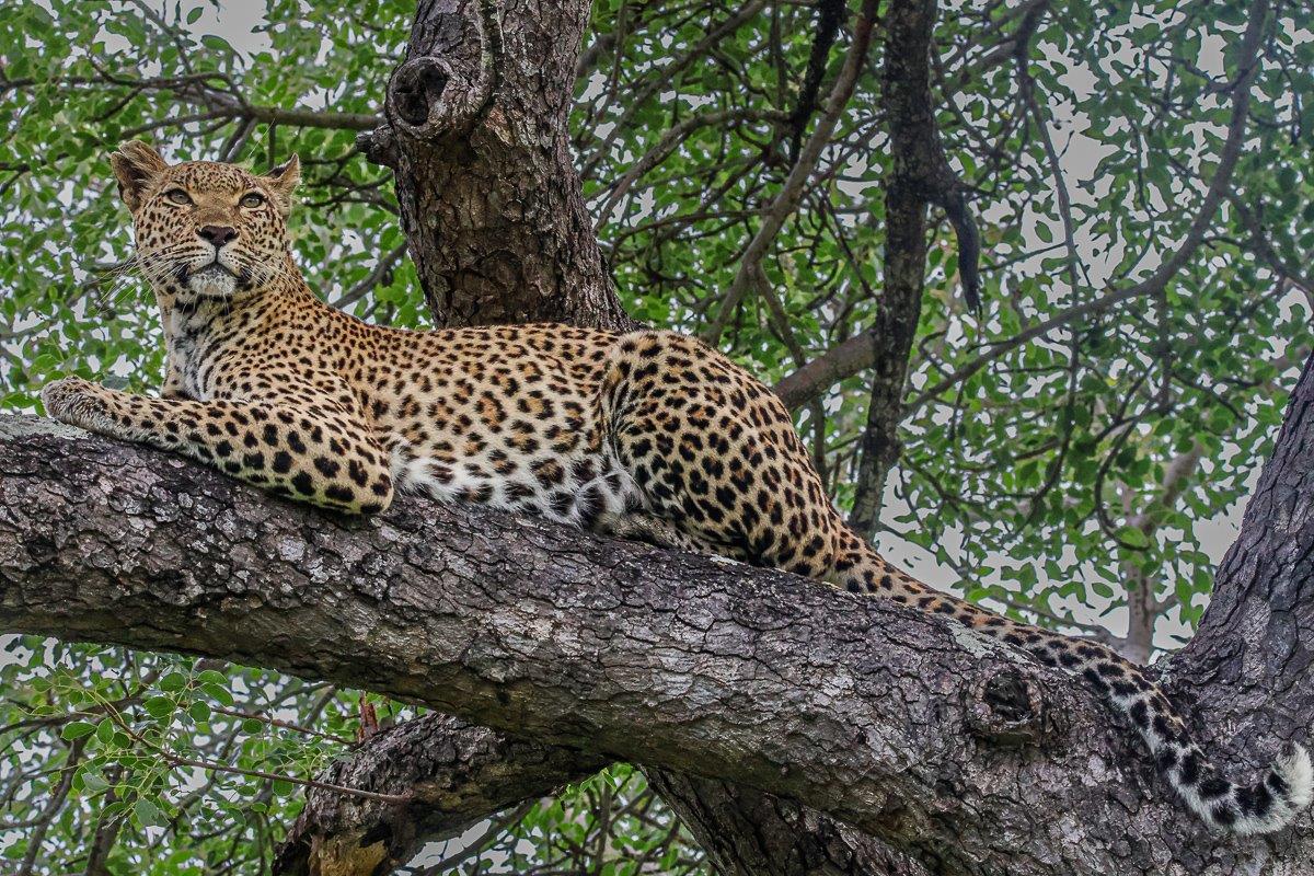 We found the Kigelia female resting in a Marula tree, scouting her surroundings, looking very aware.
