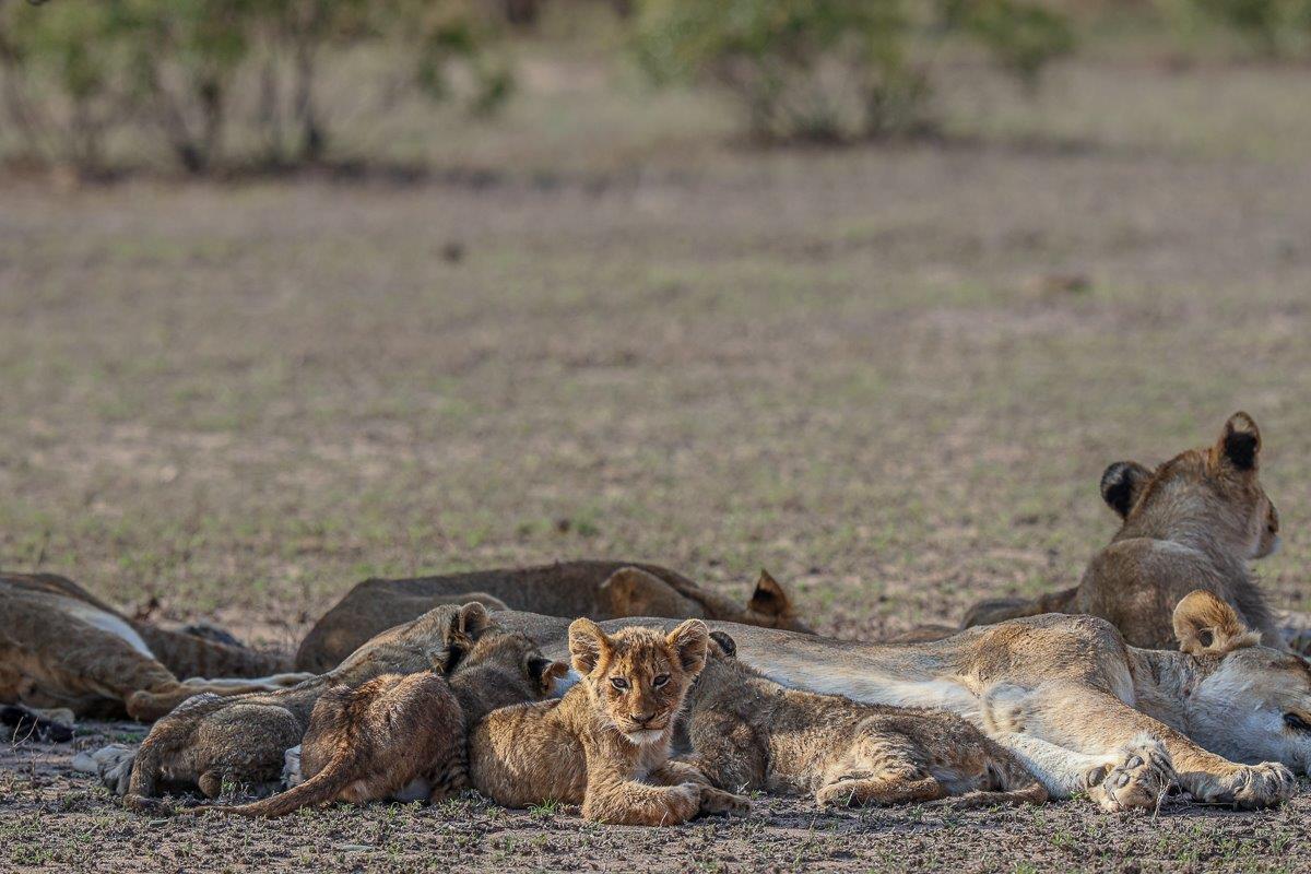Sabi Sabi Ruan Mey Msuthlu Cubs Resting Sabi Sabi Ruan Mey Msuthlu Cubs Resting