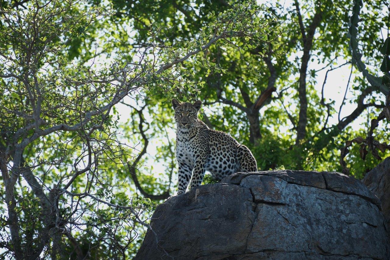 Golonyi's cub stands alert on top of a rocky outcrop. Golonyi's cub stands alert on top of a rocky outcrop.