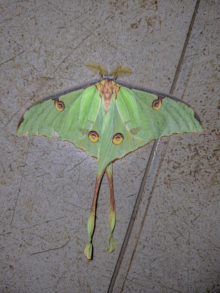 Sabi Sabi Ruan Mey Luna Moth Sabi Sabi Ruan Mey Luna Moth