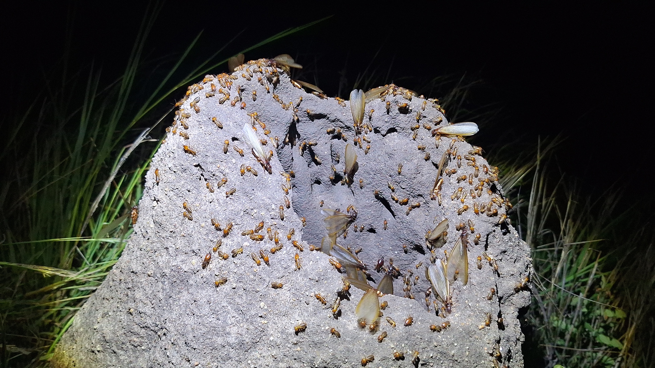 The underground nests of these termites are complex structures with many chambers. The underground nests of these termites are complex structures with many chambers.