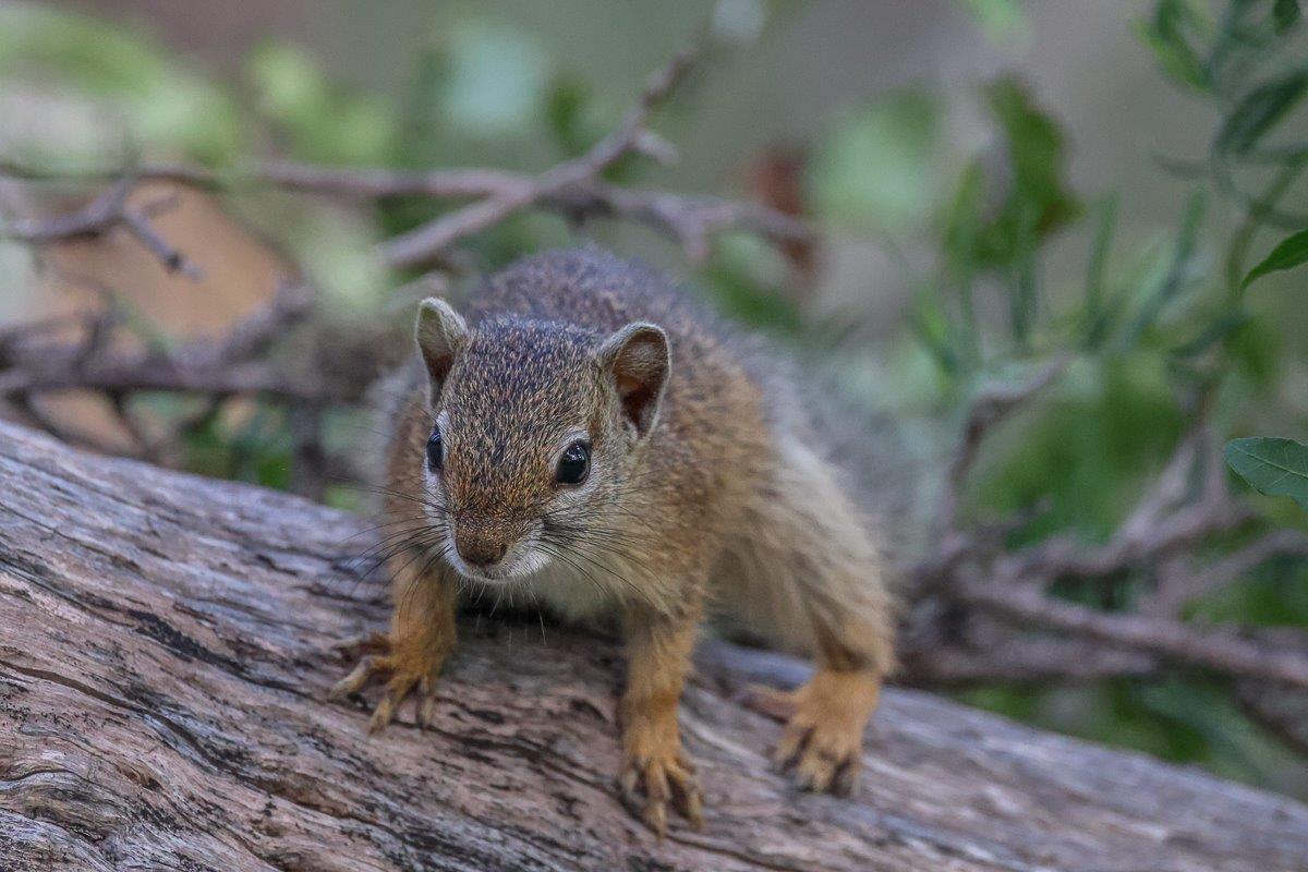Sabi Sabi Ruan Mey Squirrel
