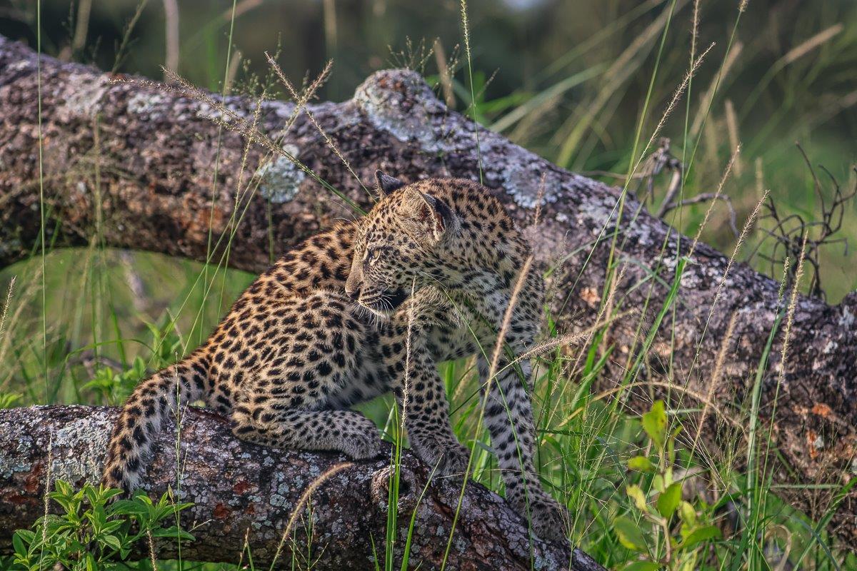 Golonyi's cub climbs a tree. Golonyi's cub climbs a tree.