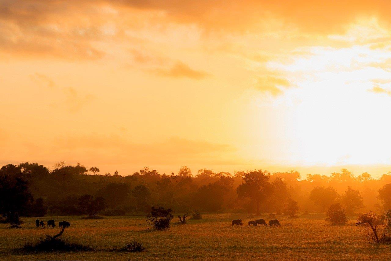 A stunning sunrise over the Sabie Sands. A stunning sunrise over the Sabie Sands.