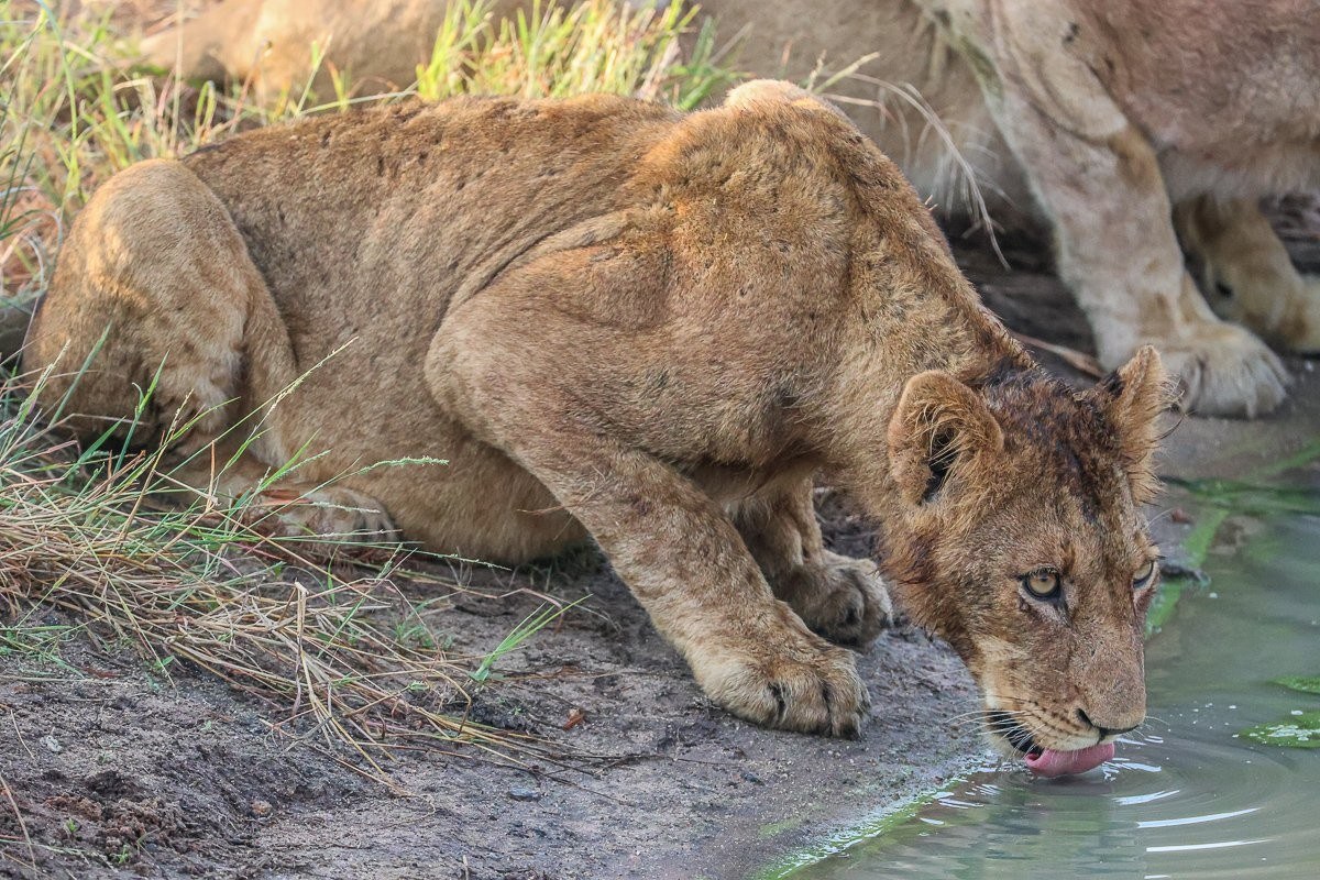 A member of the Southern pride drinks from a waterhole. A member of the Southern pride drinks from a waterhole.