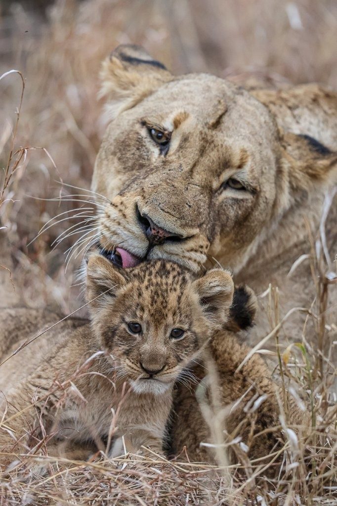 Sabi Sabi Ruan Mey Msuthlu Sabi Sabi Ruan Mey Msuthlu