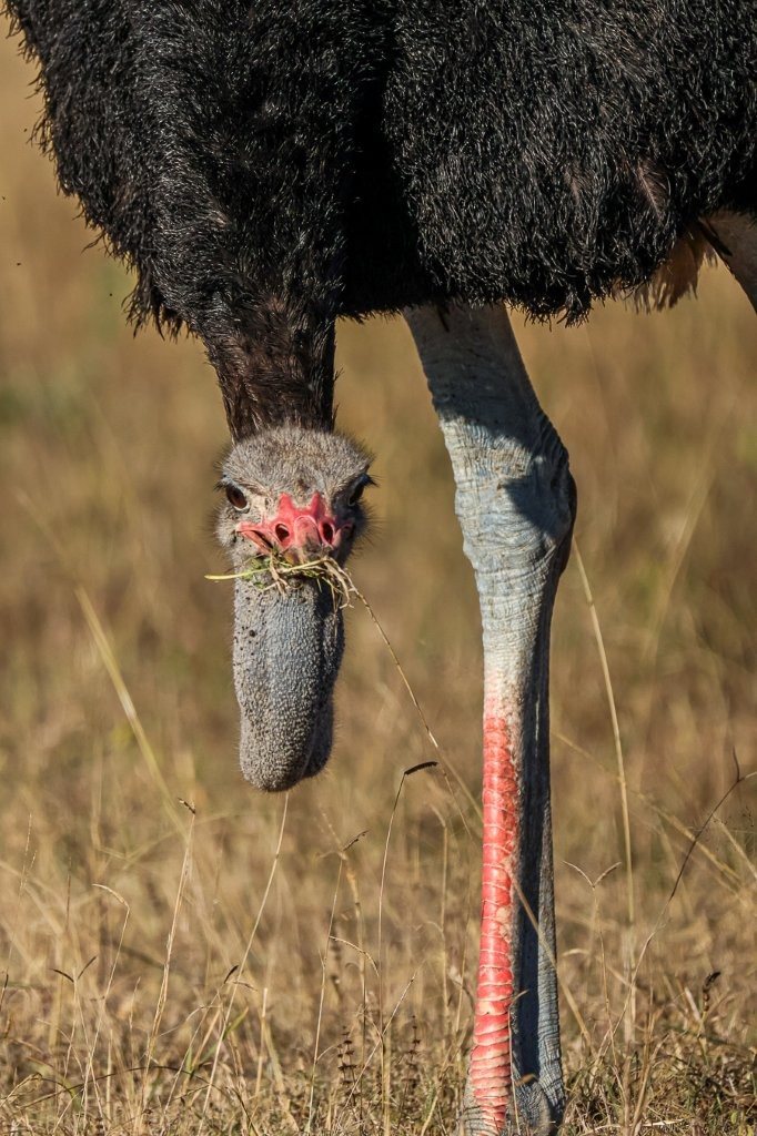 An ostrich eats grass. An ostrich eats grass.