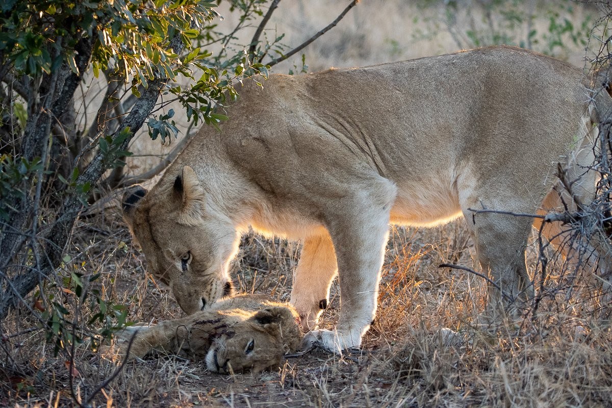 The mother of the fallen Msuthlu cub mourns. The mother of the fallen Msuthlu cub mourns.