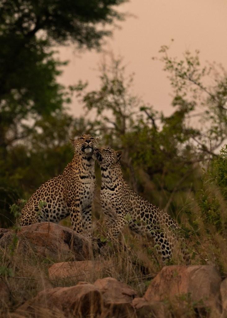 The Golonyi leopard and her cub rest together in a shaded thicket after feeding.