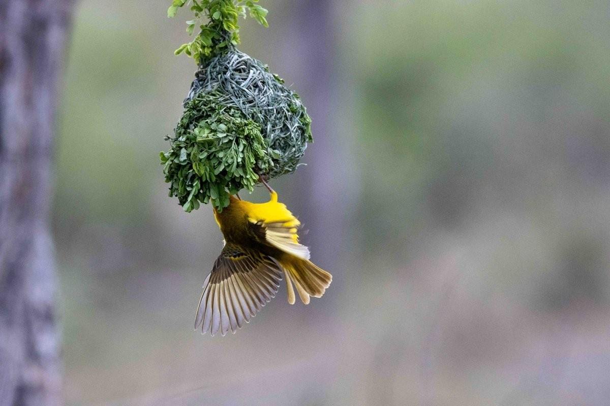 A Village weaver uses natural fibres to build its nest.